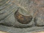 Zlichovaspis Trilobite - Foum Zguid #10525-6